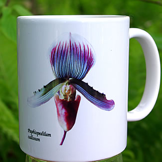 mug DS-011 Paph callosum 7030.jpg